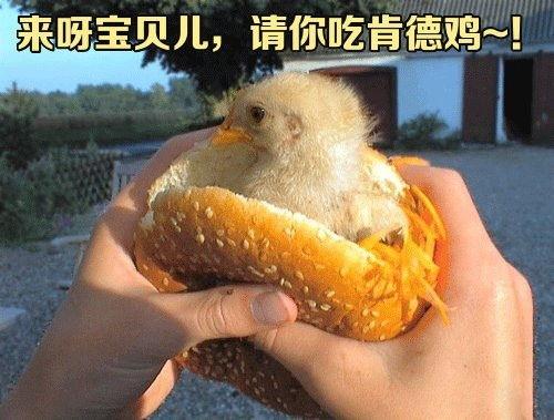 鸡仔吃瓜,趣味横生的田园生活瞬间