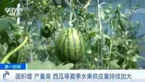 夏天早起吃瓜群众,早起吃瓜群众的夏日生活