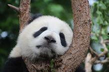 做梦梦到熊猫吃瓜,瓜果飘香的奇幻之旅