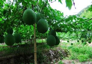 兰州的吊瓜怎么吃,独特风味，多样食法探索