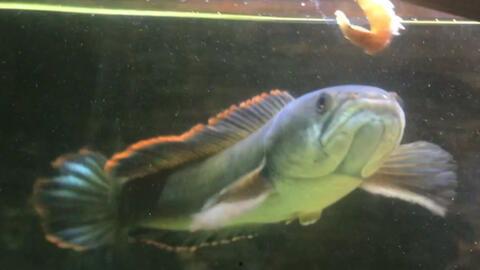 雷龙鱼吃瓜,瓜果盛宴背后的生态奇观