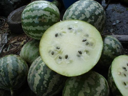 安徽梭瓜怎么吃,解锁美味新体验