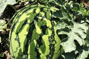 消夏吃瓜,夏日解暑美食之旅