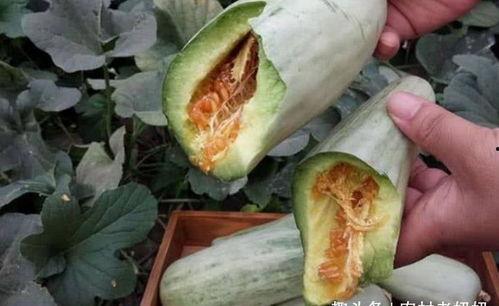 孕妇可以吃甘瓜,营养美味两不误