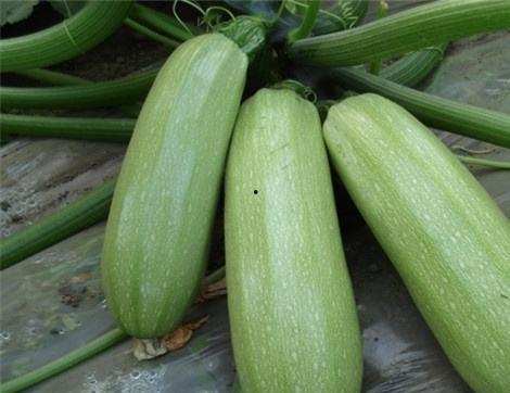 吃哈瓜的好处,揭秘吃哈瓜的五大益处”