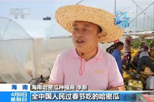 吃哈密瓜过年,甜蜜滋味贺岁来