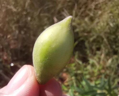 吃梢瓜的禁忌,吃梢瓜需知的禁忌与注意事项