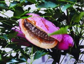 八月瓜吃瓜的哪些部分,从果肉到叶子的美味探索