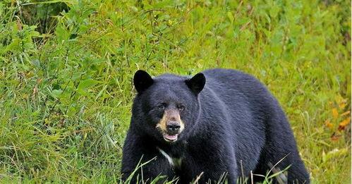 逗比吃瓜熊,一场欢乐的瓜田盛宴