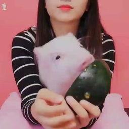 猪吃瓜直播间,趣味横生的网络直播盛宴