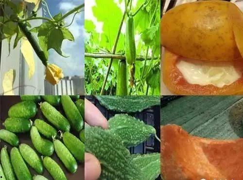 夏吃六瓜,夏日消暑六瓜养生攻略
