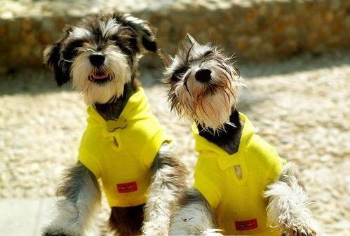 雪纳瑞可以吃瓜嘛,瓜类水果的适宜摄入指南