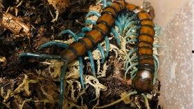 蜈蚣吃瓜部落,探寻神秘部落的奇幻生活