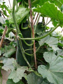 大棚大瓜怎么吃,解锁美味新境界